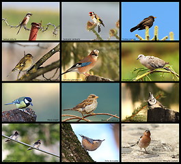 Image showing collection of garden birds