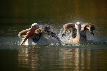 Image showing great pelicans