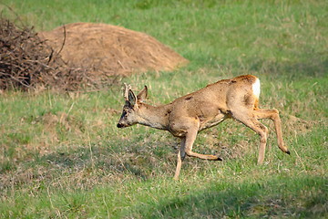 Image showing roe deer buck running in orchard