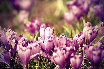 Image showing vintage view of spring crocuses