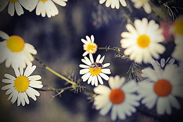 Image showing daisies vintage view