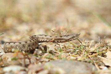 Image showing beautiful nose horned viper on gravel