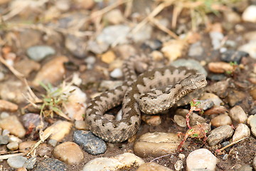 Image showing sand viper on gravel