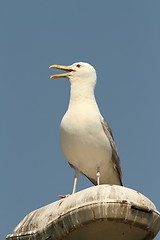 Image showing caspian gull on electric pile