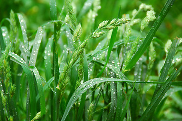 Image showing Green grass