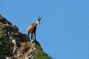 Image showing chamois on top of  mountain ridge