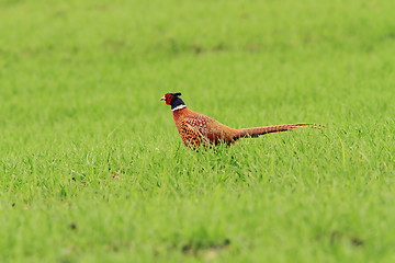 Image showing male pheasant on green lawn