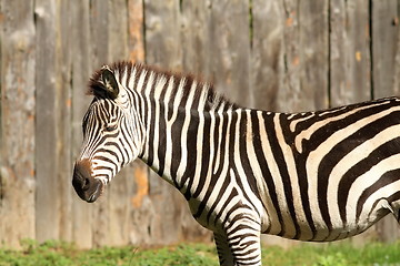 Image showing zebra at the zoo