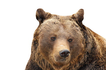 Image showing big brown bear portrait over white