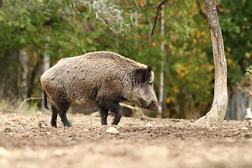 Image showing big wild boar walking in a glade