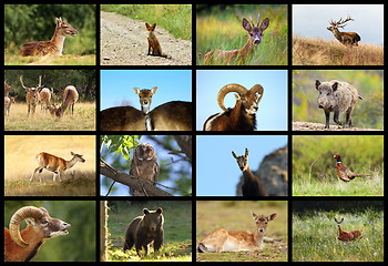 Image showing collection of european wildlife