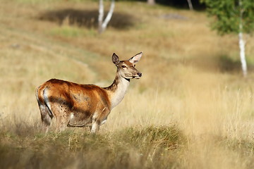 Image showing red deer doe standing in a clearing