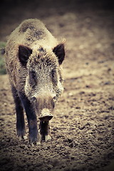 Image showing big wild boar looking at camera