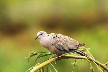 Image showing turtledove on willow tree