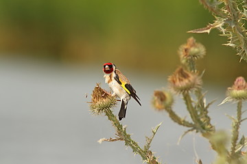 Image showing goldfinch on thistle