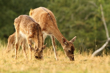 Image showing fallow deers grazing in a clearing