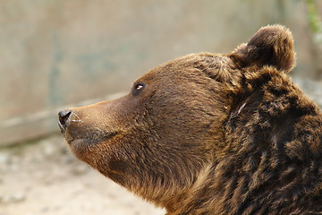 Image showing european brown bear closeup