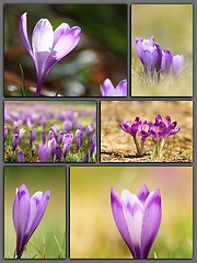 Image showing spring postcard with wild flowers