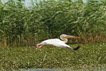 Image showing great pelican in flight over marshes