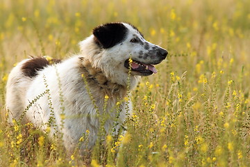 Image showing romanian beautiful shepherd dog