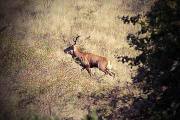 Image showing beautiful wild red deer stag in carpathian mountains