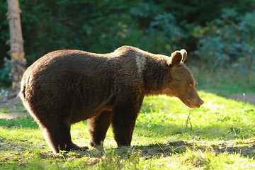 Image showing funny wild bear in a glade