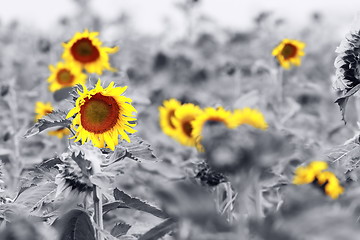 Image showing sunflower field abstract view