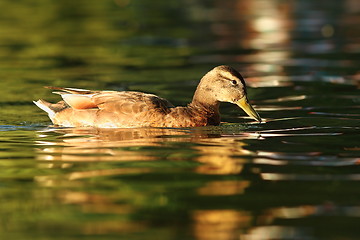 Image showing female mallard duck on pond