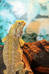 Image showing bearded dragon