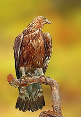 Image showing golden eagle over green background