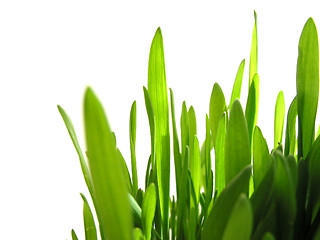 Image showing Green grass on white