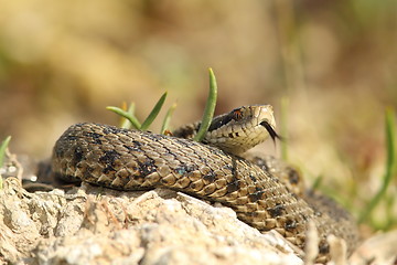 Image showing detail of vipera ursinii rakosiensis in situ