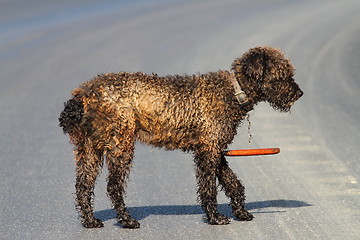 Image showing romanian traditional sheep dog