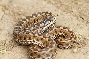 Image showing hungarian meadow adder ready to strike