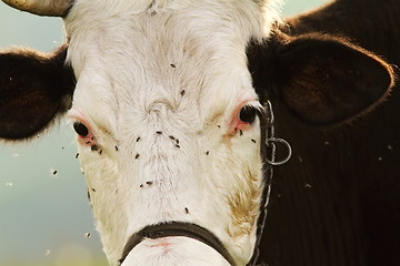 Image showing portrait of holstein cow
