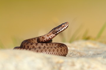 Image showing beautiful reptile vipera berus