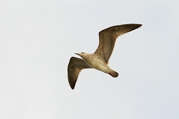 Image showing juvenile caspian gull in flight