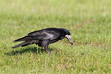 Image showing rook foraging on lawn