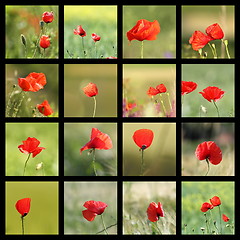 Image showing collection of images with poppies