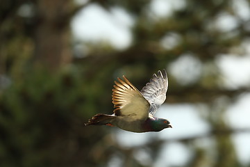 Image showing feral pigeon in flight