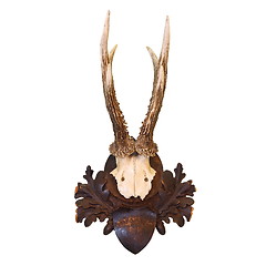 Image showing roe deer hunting trophy