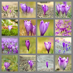 Image showing collection of wild saffron images