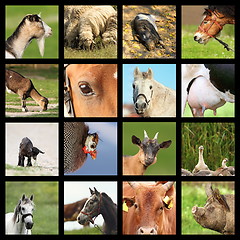 Image showing collection of farm animals images