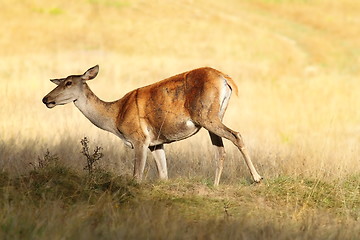 Image showing red deer female on meadow