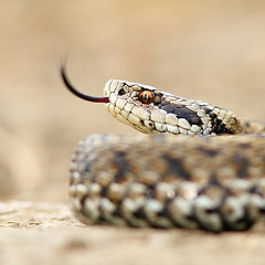 Image showing macro image of a meadow viper