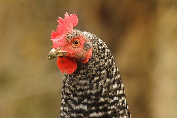 Image showing mottled hen portrait