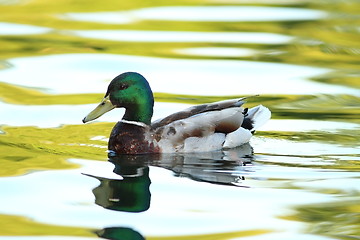 Image showing male mallard duck on pond