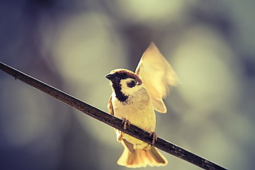 Image showing house sparrow taking flight