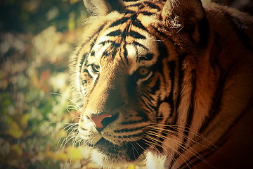 Image showing vintage portrait of a tiger