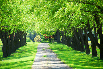 Image showing Green tree lane